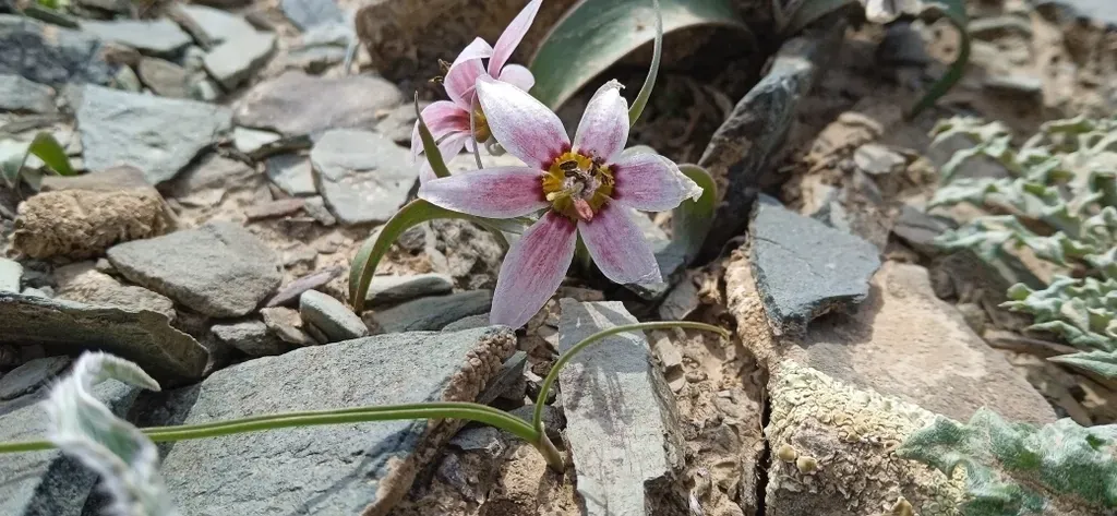 Fritillaria Stenanthera