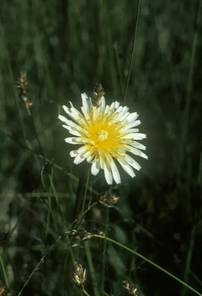 White-flowered Dandelion