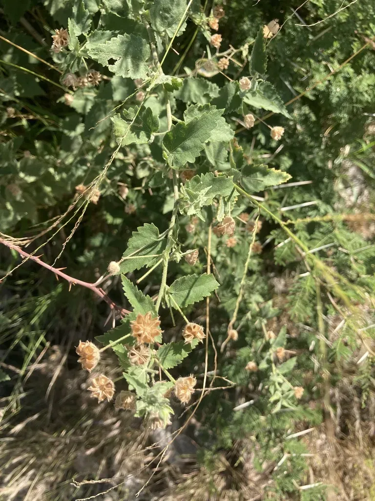 Pseudabutilon Cinereum