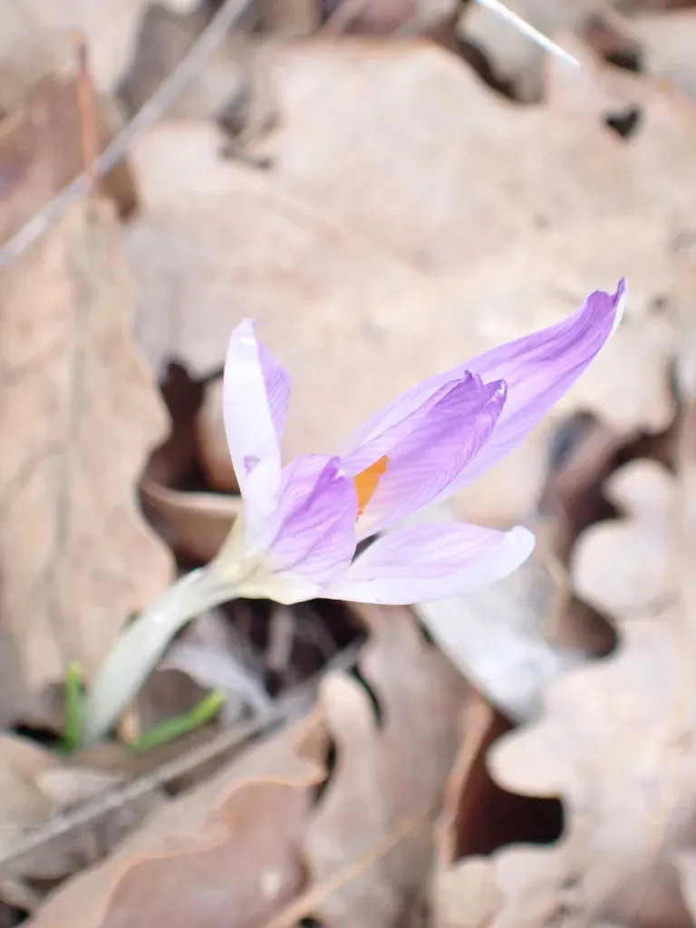Riviera Crocus