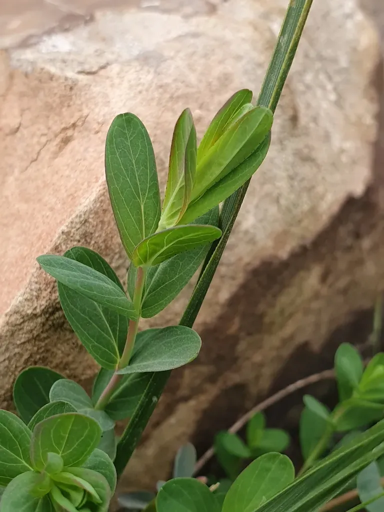 Southern St John's-wort