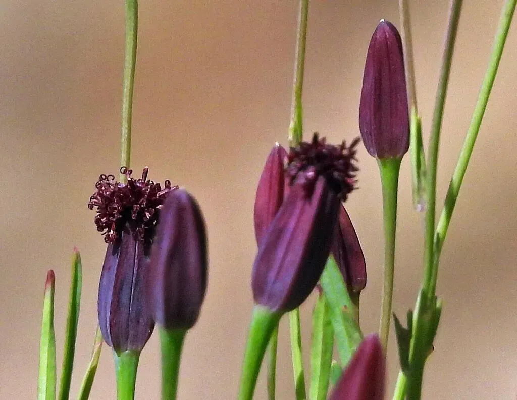 Porophyllum Iruyense