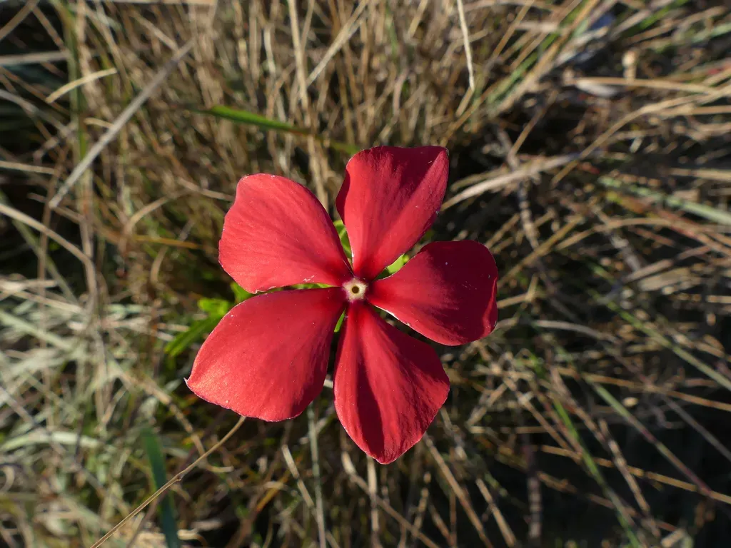 Catharanthus Ovalis