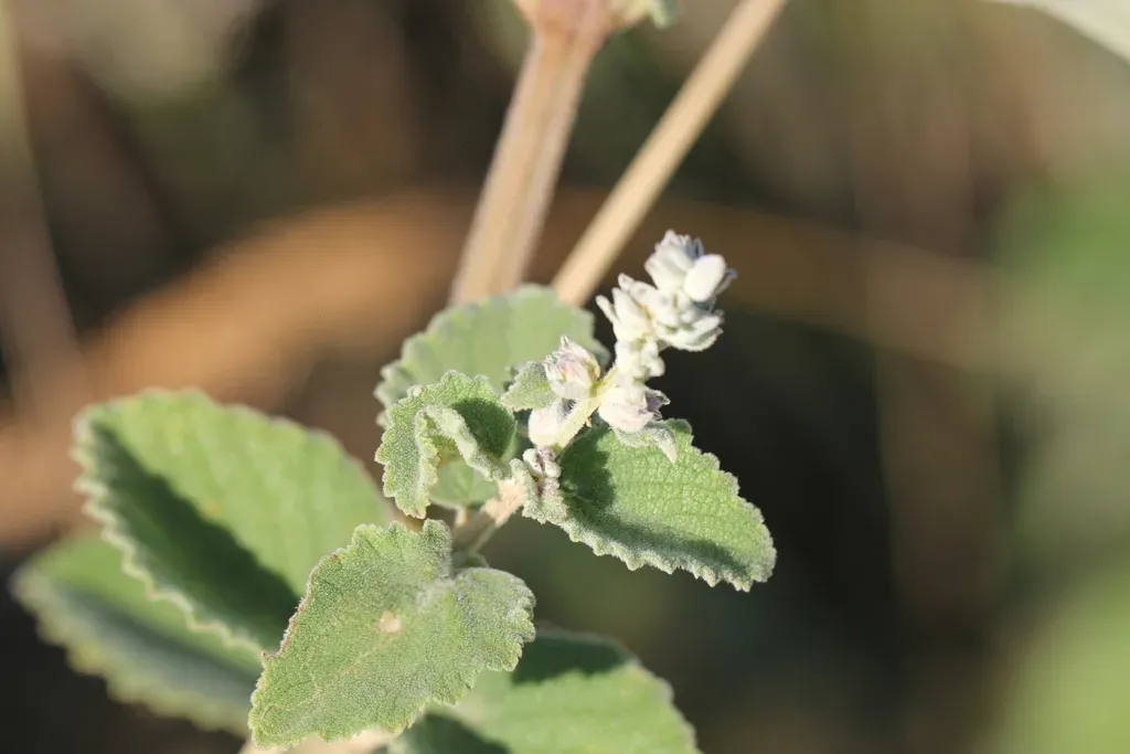 Cantinoa Althaeifolia