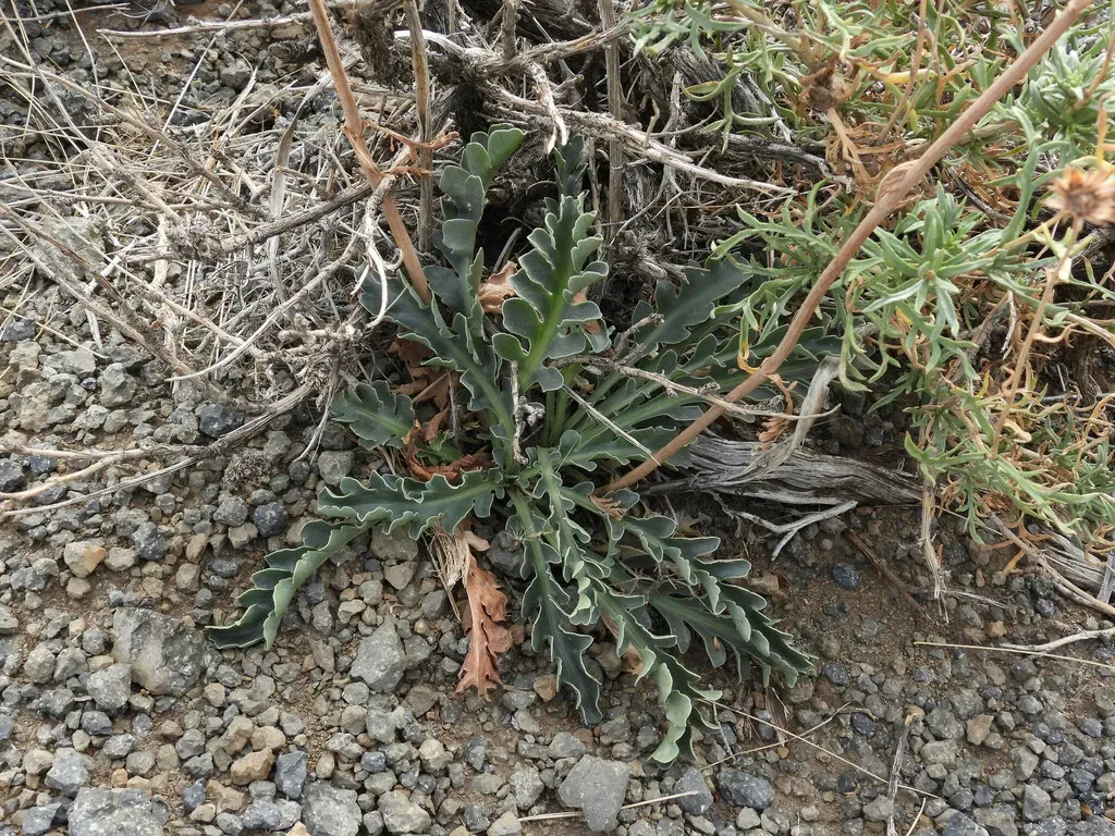 Valeriana Clarionifolia