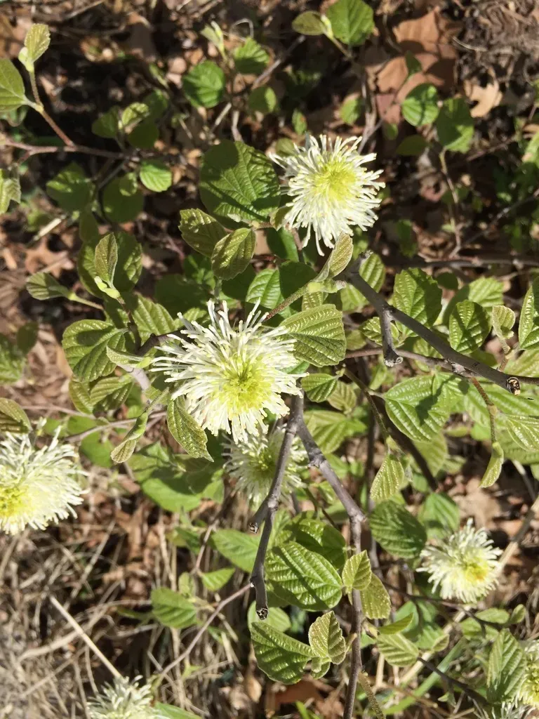 Fothergilla ×intermedia
