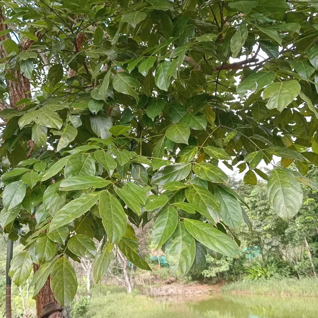 Cedrelinga Cateniformis