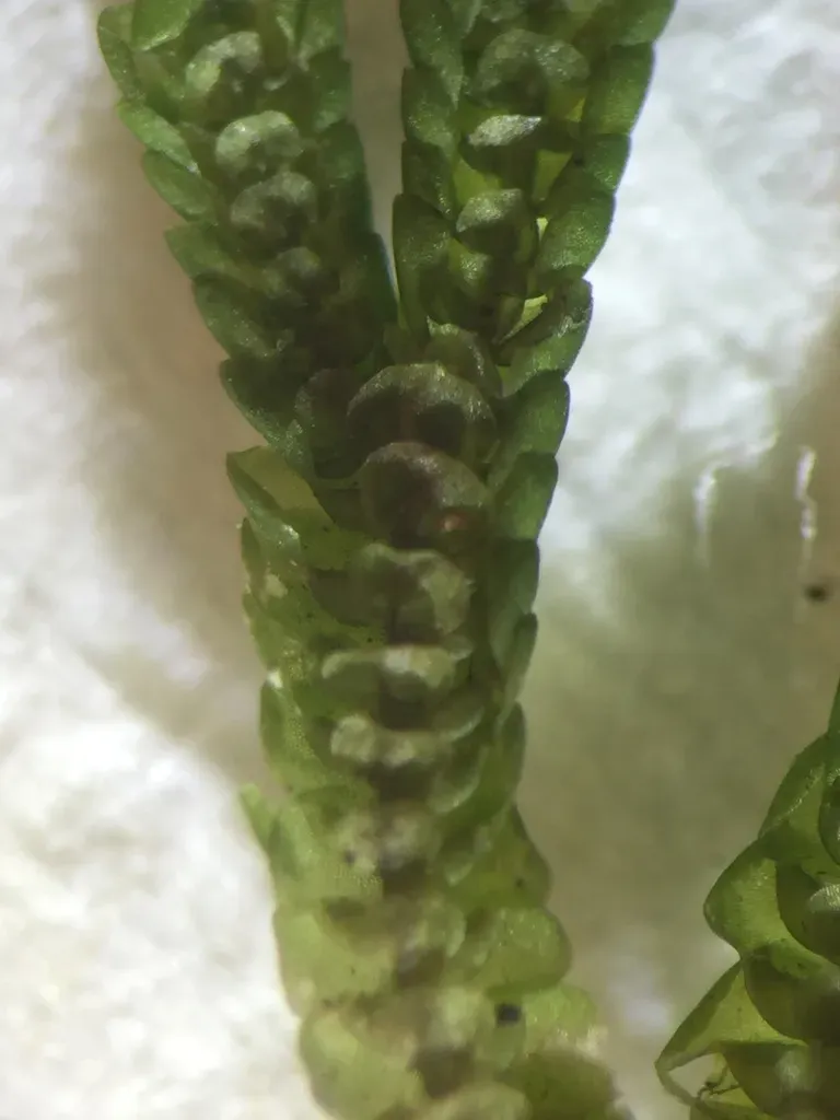 Spruceanthus Olivaceus