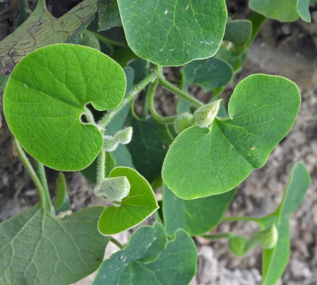 Aristolochia Prostrata