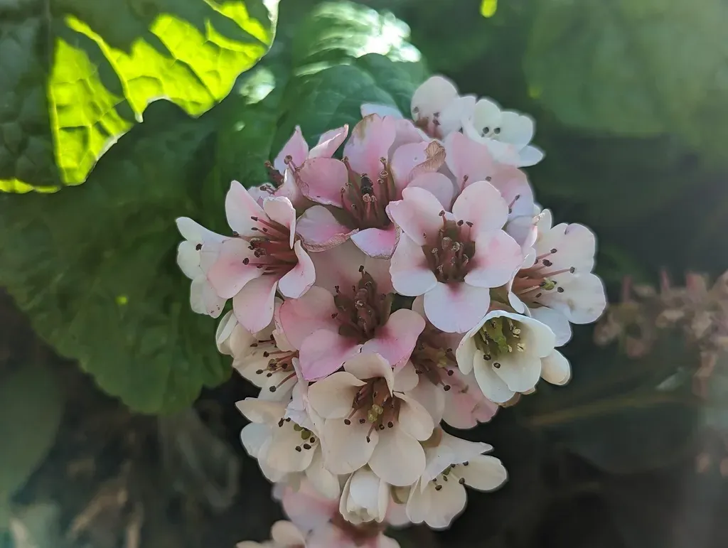 Chinese Bergenia