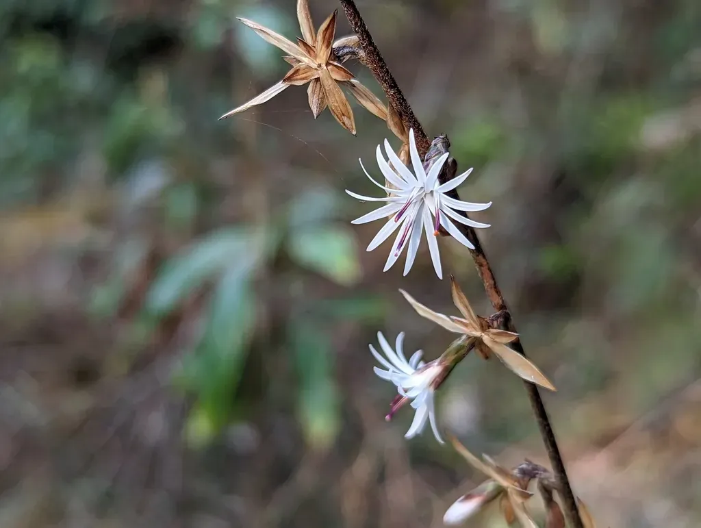 Ainsliaea Latifolia