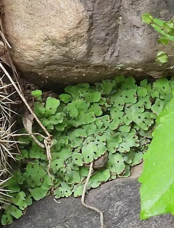 Cliff Waxwort