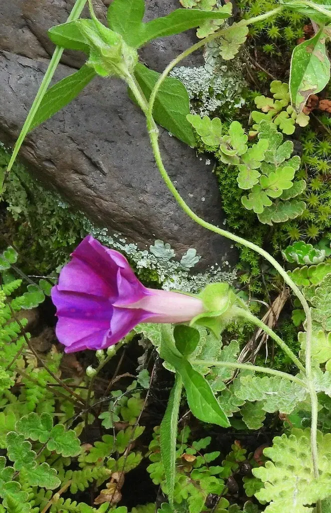 Silky Morning Glory