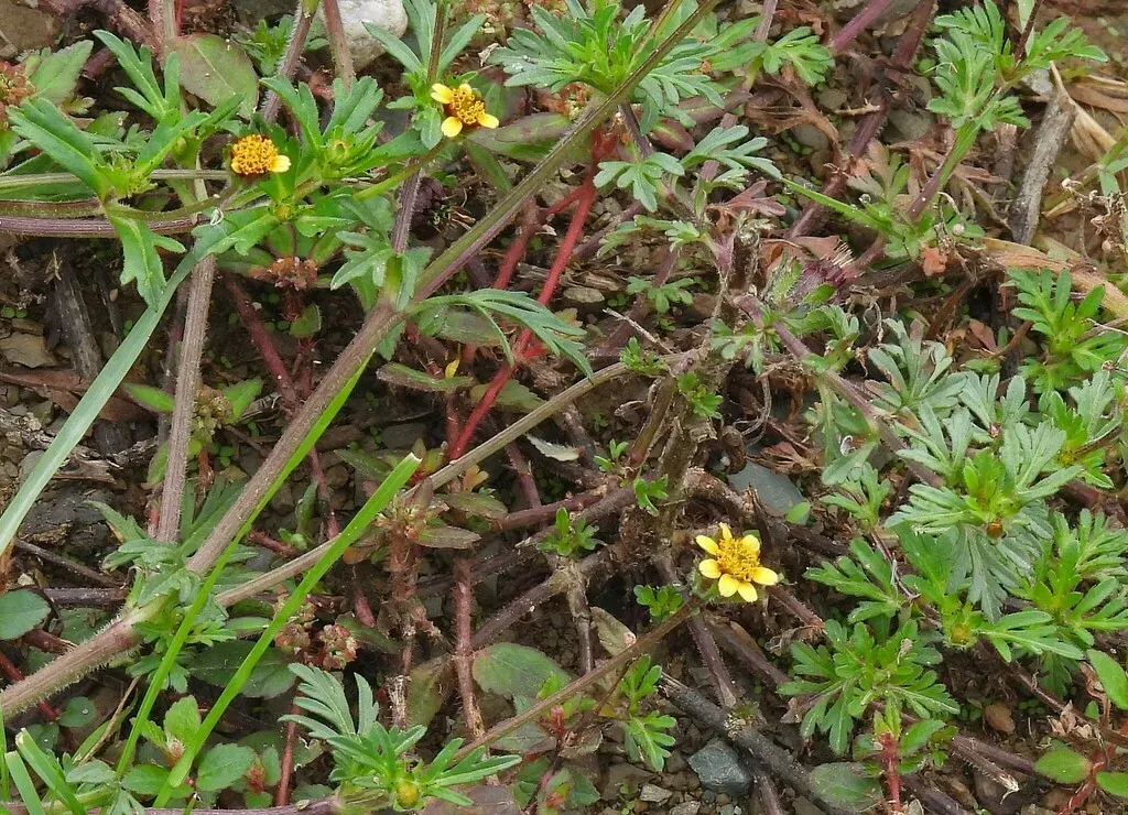 Heterosperma Tenuisectum