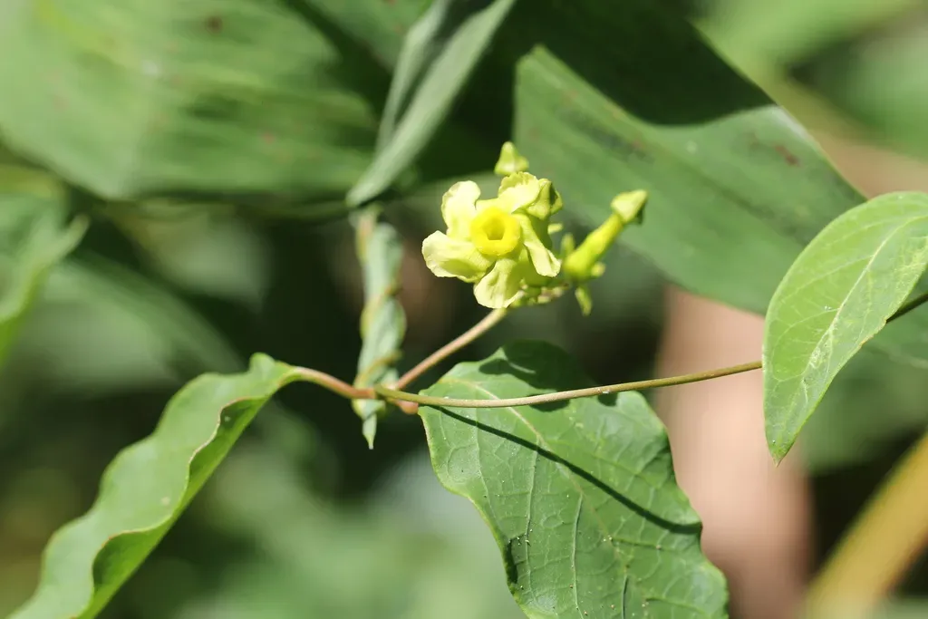 Prestonia Cyaniphylla