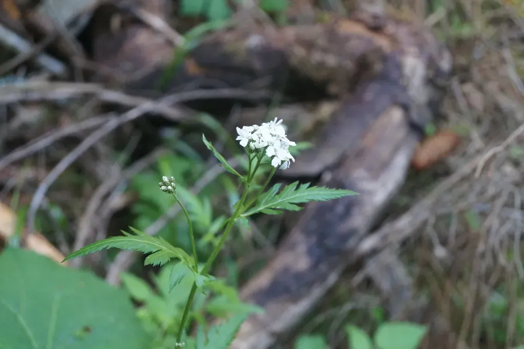 Large-leaved Yarrow