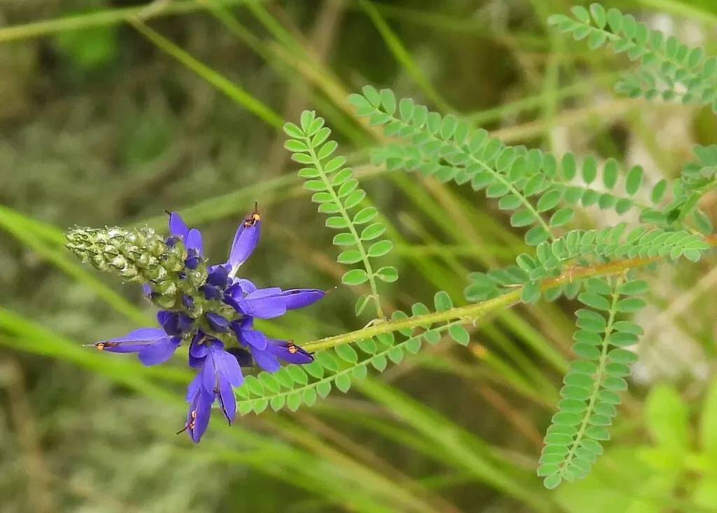 Dalea Elegans