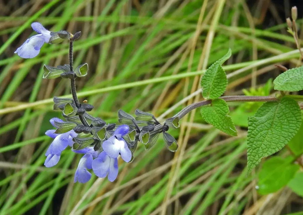 Stachysleaf Yunkasage
