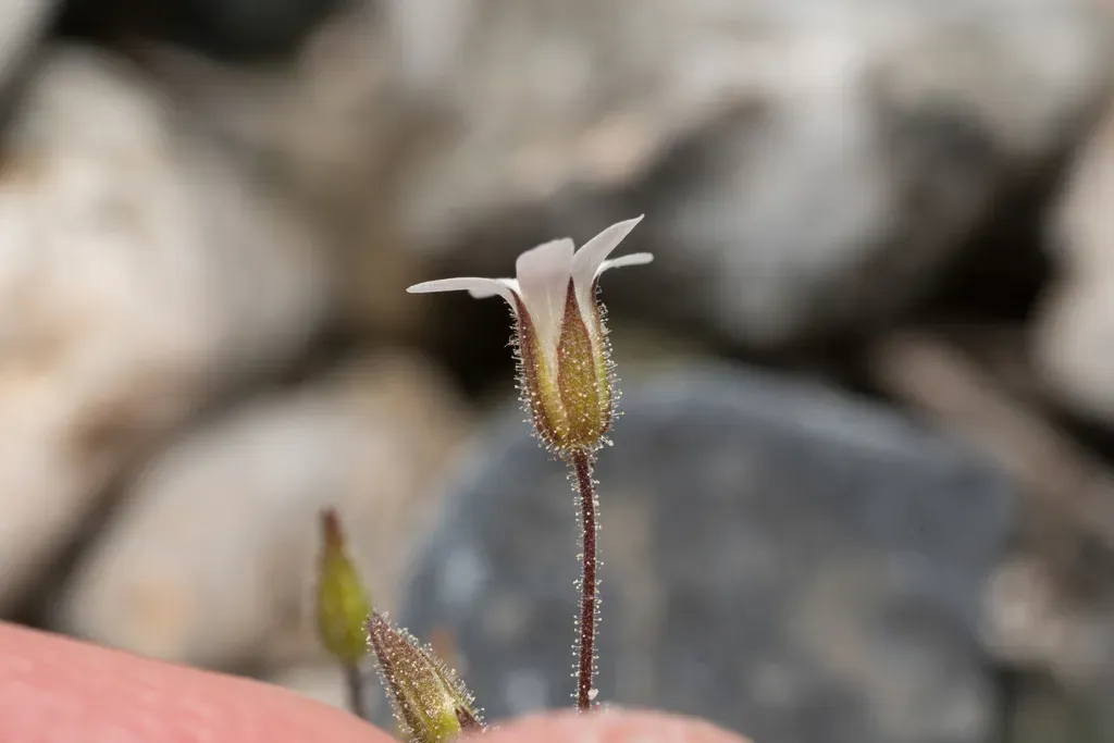 Rhodian Sandwort