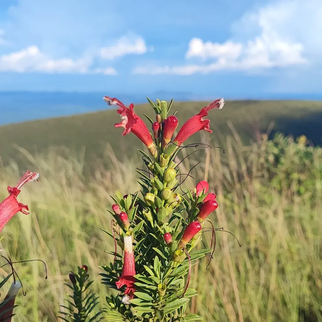 Esterhazya Splendida