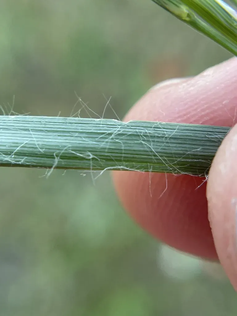 Tumble Lovegrass