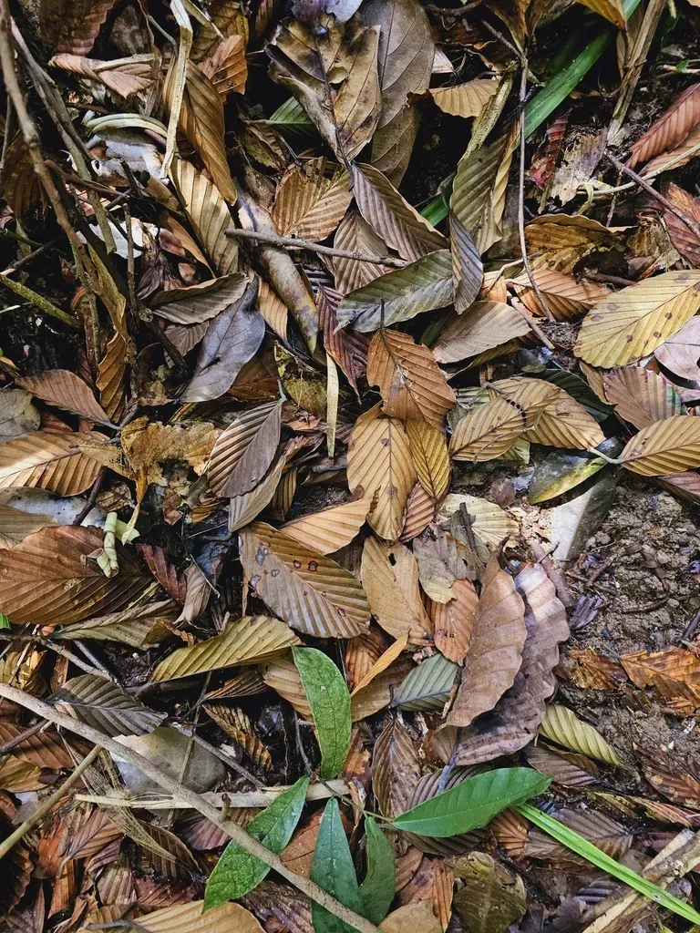 Dipterocarpus Tempehes