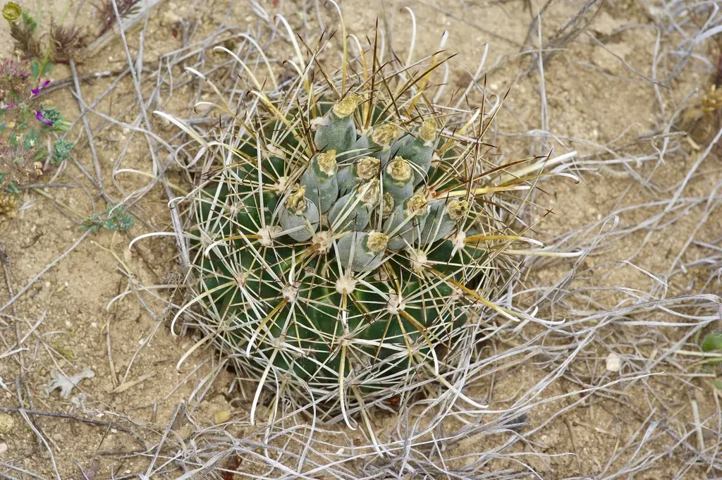 Ancistrocactus Brevihamatus