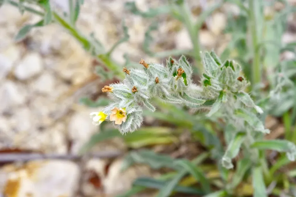 Palmer's Cryptantha