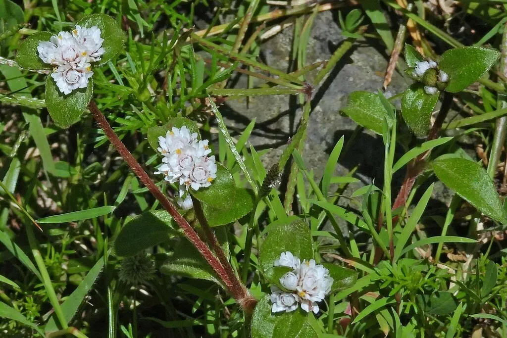 Gomphrena Phaeotricha