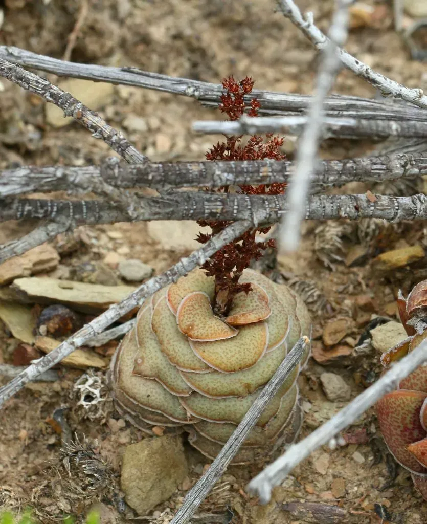 Crassula Hemisphaerica