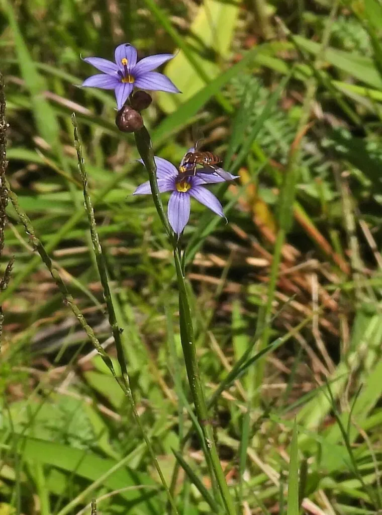 Swordleaf Blue-eyed Grass