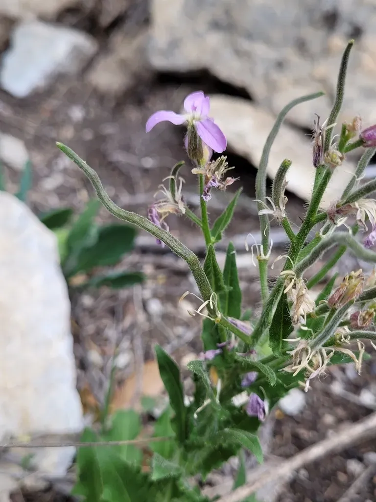 Southern Dame's-violet