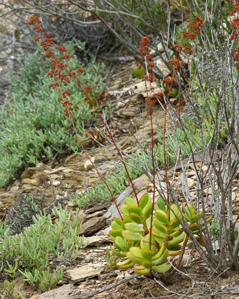 Sharp-leaved Crassula