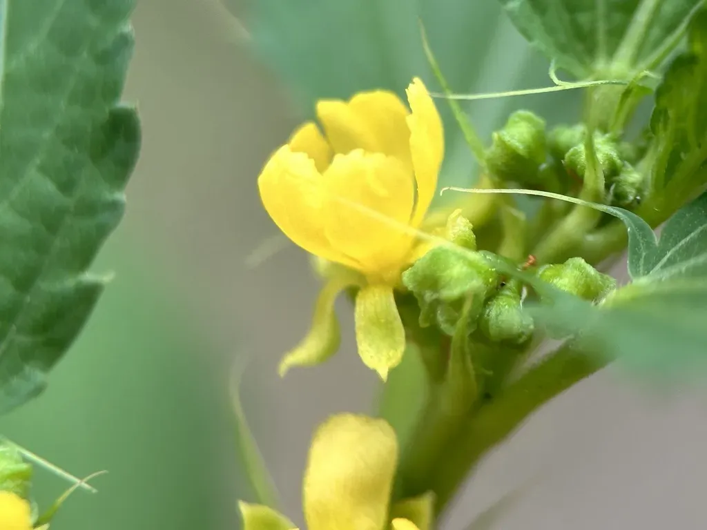 Corchorus Capsularis