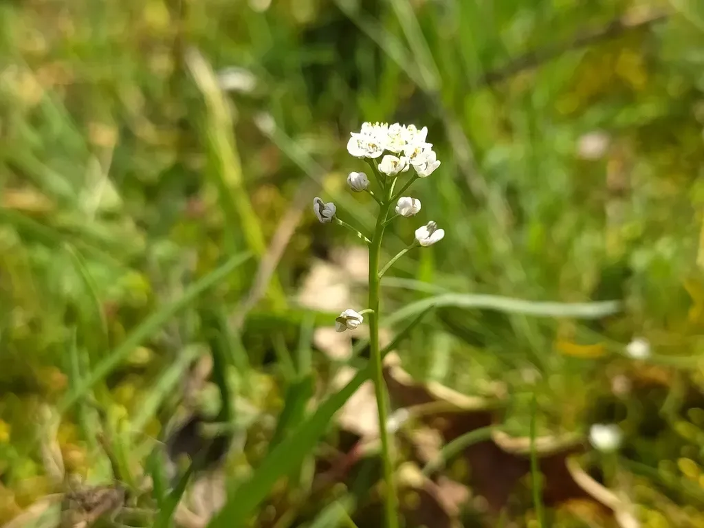 Common Shepherd's-cress