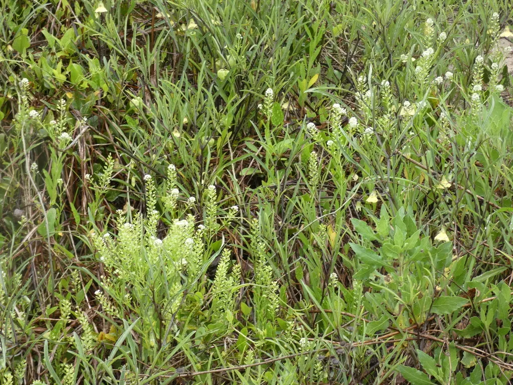 Virginia Pepperweed