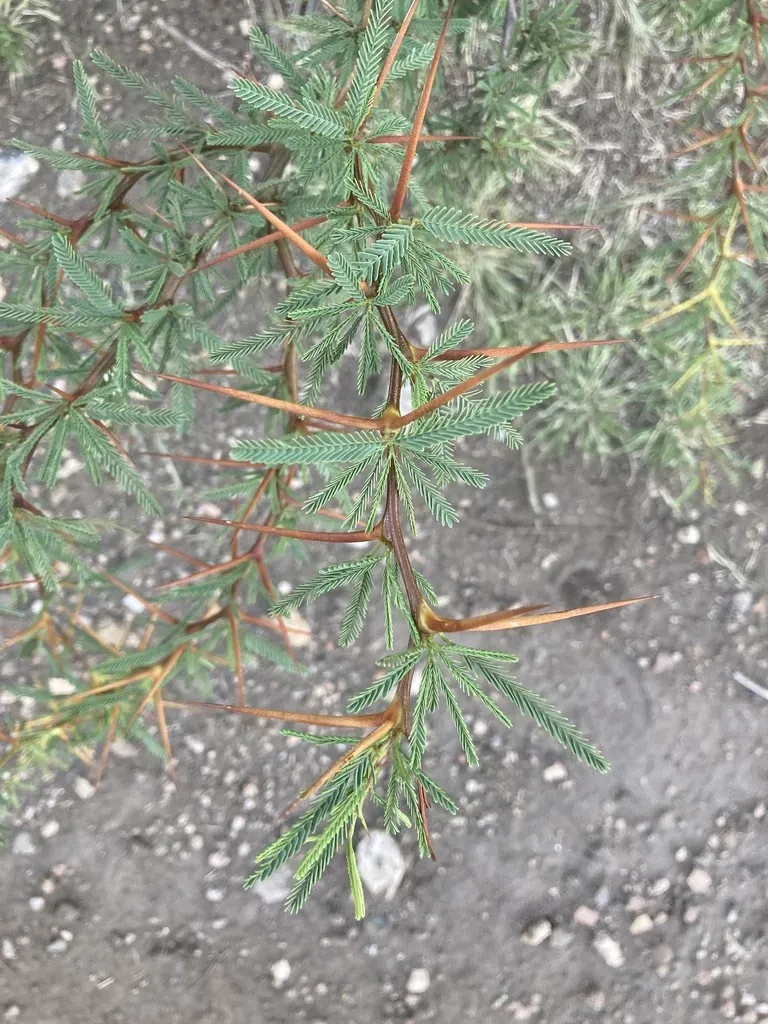 Strombocarpa Torquata