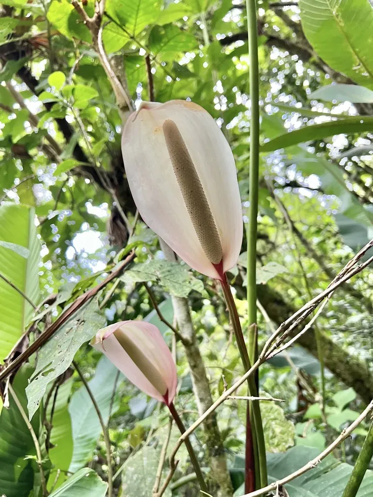 Anthurium Formosum