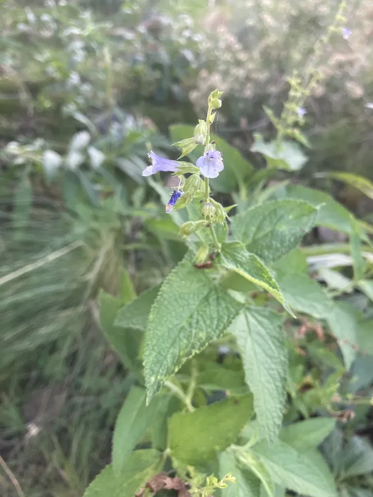 Lepechinia Floribunda