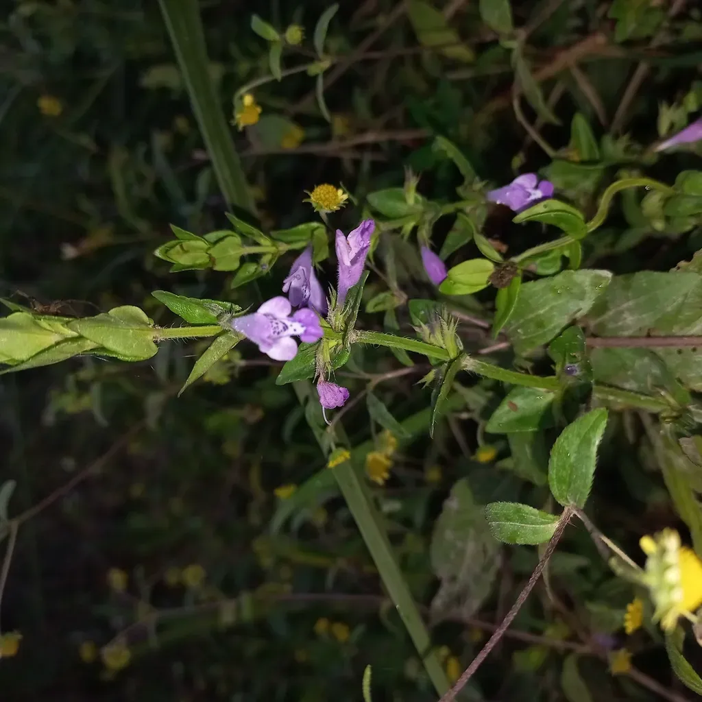 Hoehnea Scutellarioides