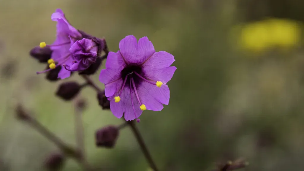 Mirabilis Elegans