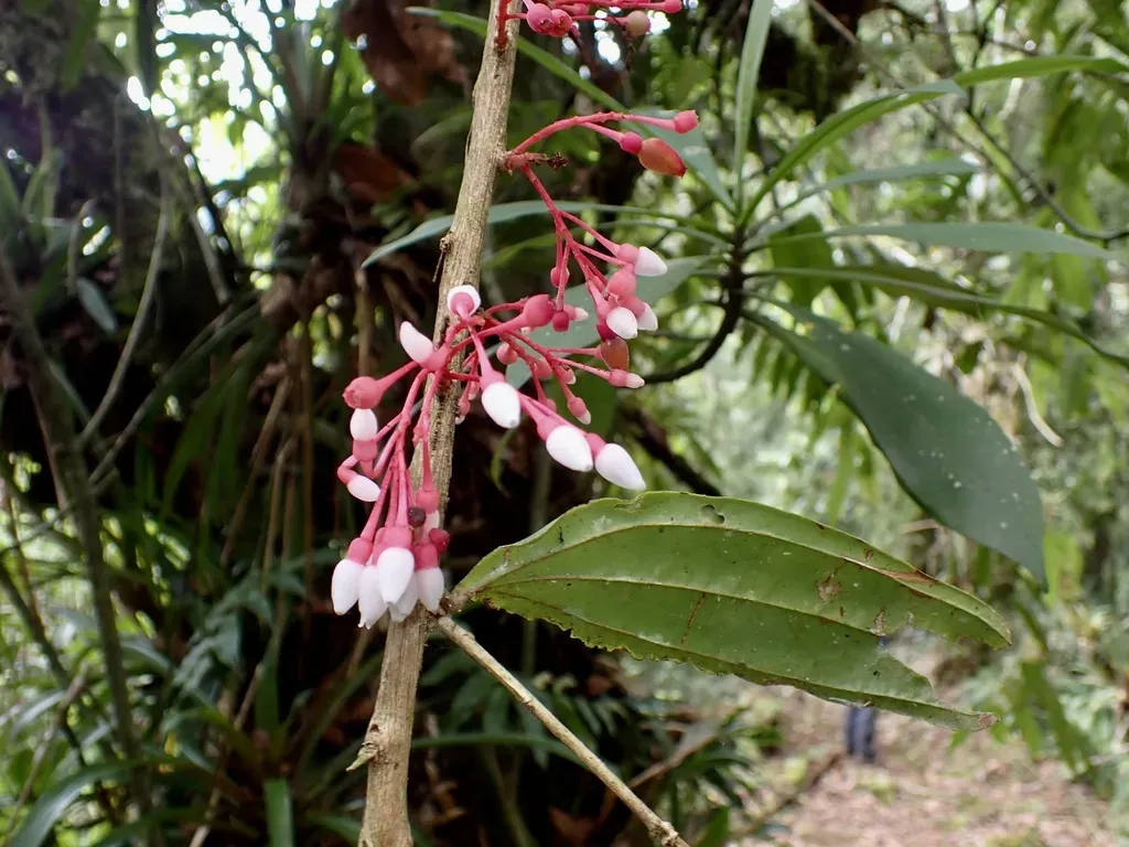 Thibaudia Costaricensis