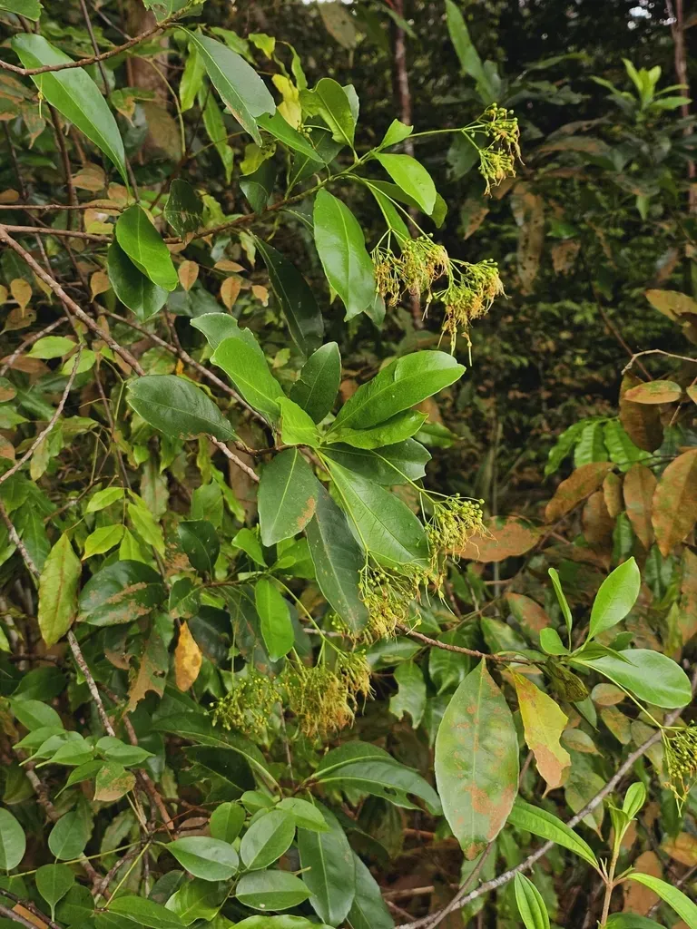 Ixonanthes Icosandra