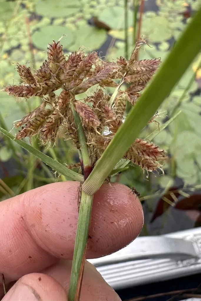 Cyperus Nitidus