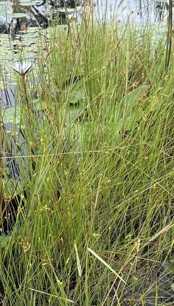 Cyperus Pectinatus