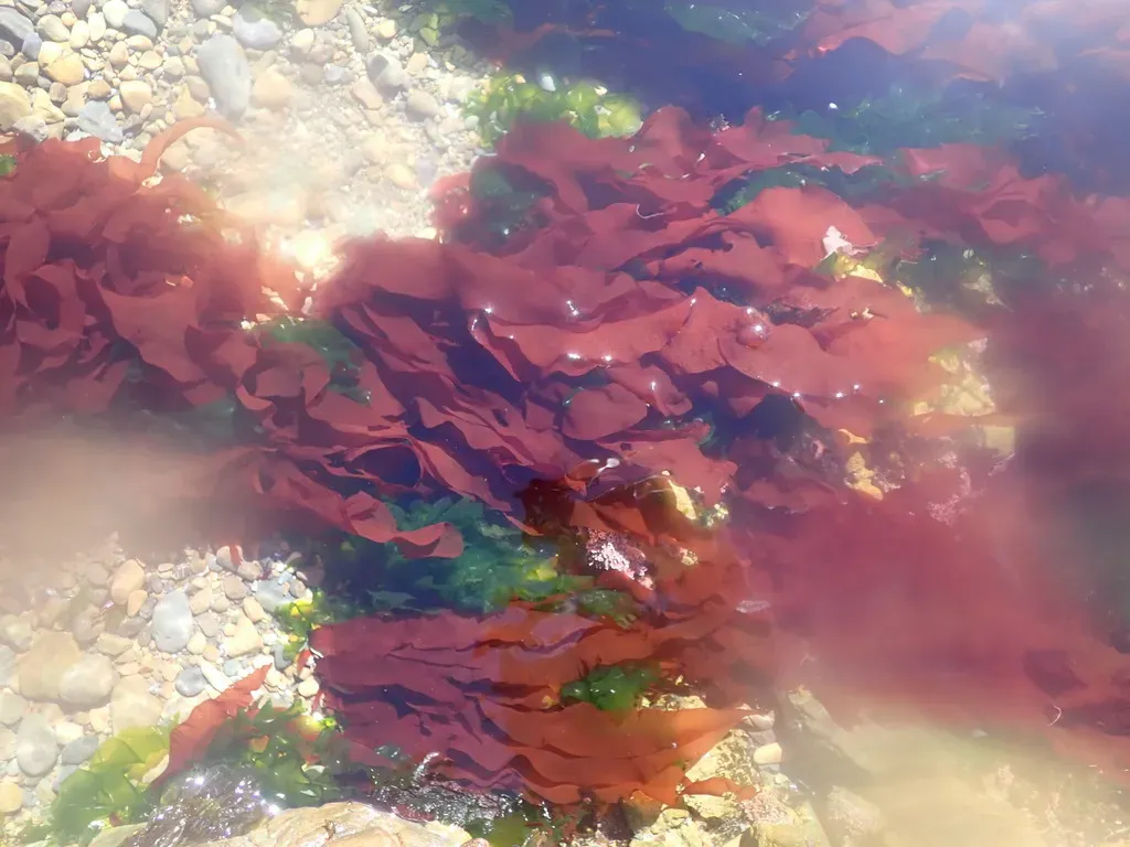 Hymenocladia Sanguinea