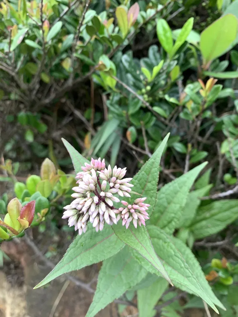 Eupatorium Kiirunense