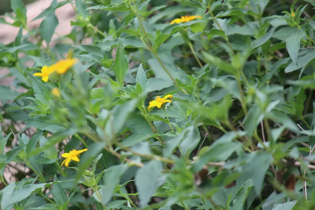 Aspilia Mossambicensis