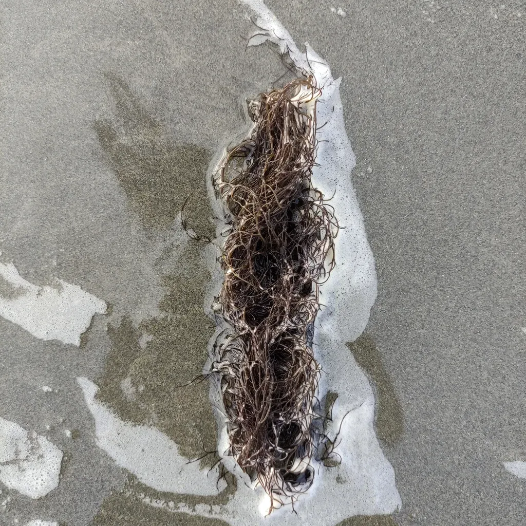 Gracilaria Chilensis