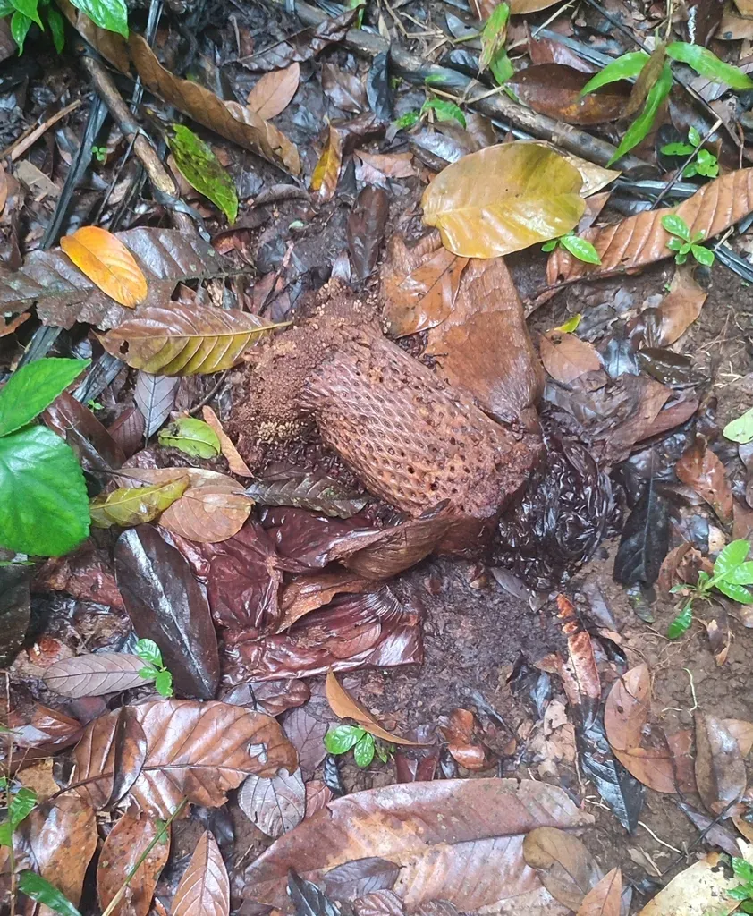 Arnold's Rafflesia